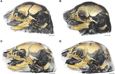 Integration of Brain and Skull in Prenatal Mouse Models of Apert and Crouzon Syndromes